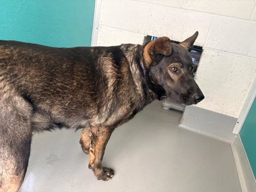 Photo of A256615, adoptable German Shepherd Dog in Visalia, California