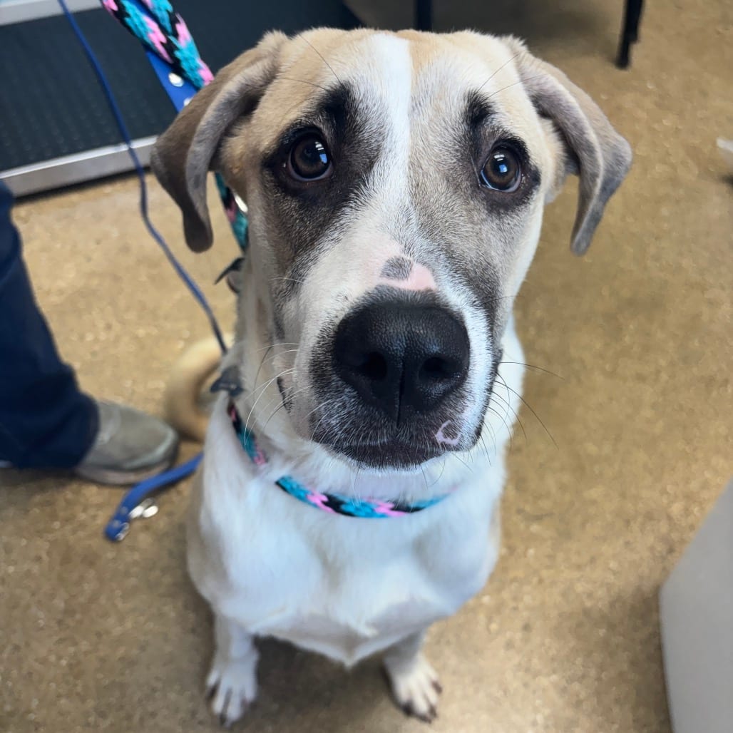Photo of Dolly Parton, adoptable Mixed Breed (Large) in Skokie, Illinois