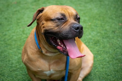 Photo of Geno, adoptable Bullmastiff in San Jose, California