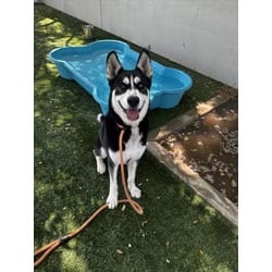 Photo of Sirius, adoptable Husky in Chatsworth, California