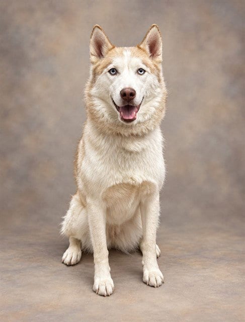 Photo of Sky, adoptable Siberian Husky in Agoura, California