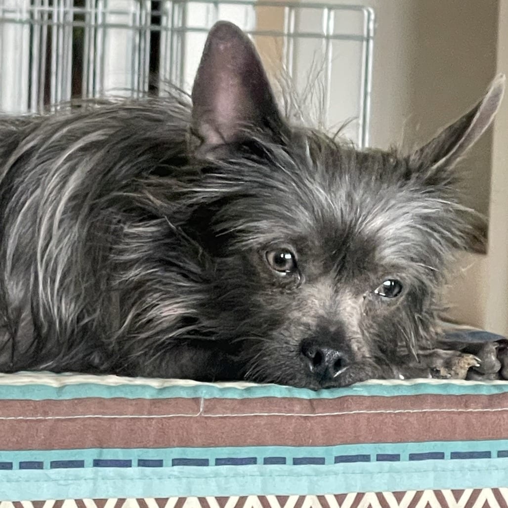 Photo of Batman, adoptable Terrier / Mixed Breed (Small) in San Francisco, California