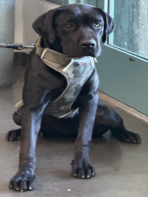 Photo of Lady, adoptable Cane Corso Mastiff in Chatsworth, California