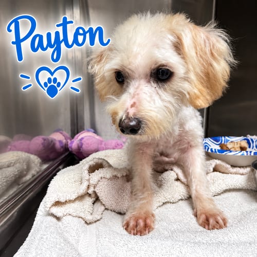 Photo of Payton, adoptable Maltese in San Diego, California