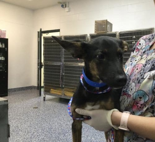 Photo of Billy, adoptable Terrier in Thousand Palms, California