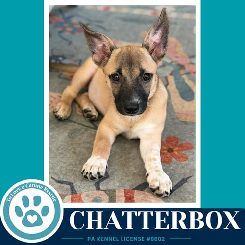 Photo of Chatterbox (Commentary Crew) 082926, adoptable Chihuahua in Kimberton, Pennsylvania