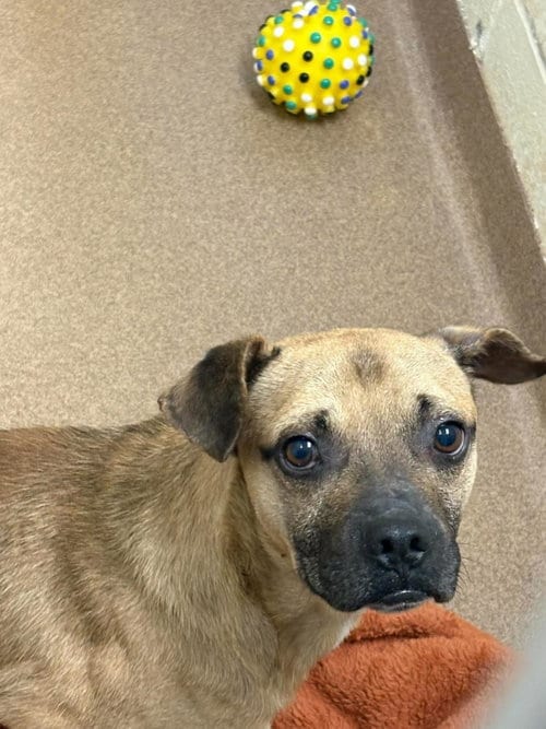 Photo of Rex, adoptable Pug in Front Royal, Virginia
