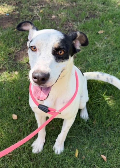 Photo of Zoro, adoptable dog in Bakersfield, California