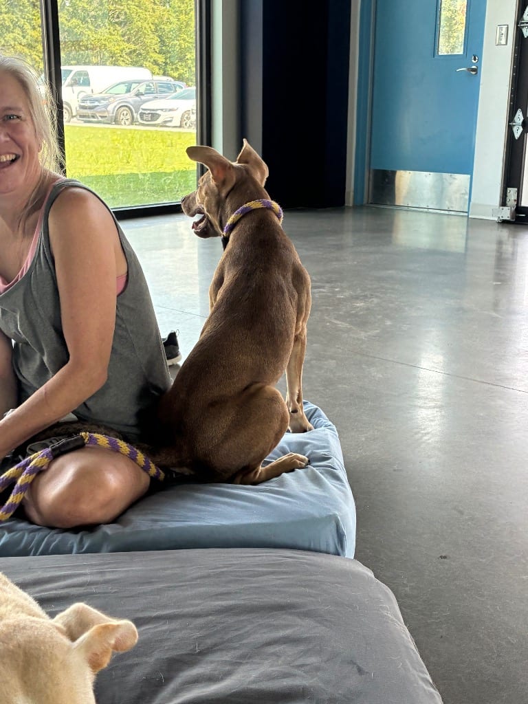 Photo of Kylie, adoptable Mountain Cur in Hartsville, South Carolina