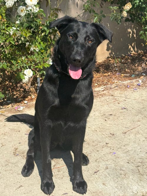 Photo of Scout, adoptable Black Labrador Retriever in Newport Beach, California