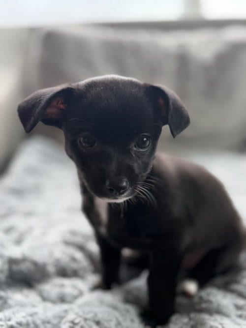 Photo of Bella, adoptable Chihuahua in Sunnyvale, California