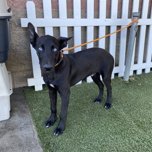 Photo of Blue, adoptable Belgian Shepherd Malinois in Modesto, California