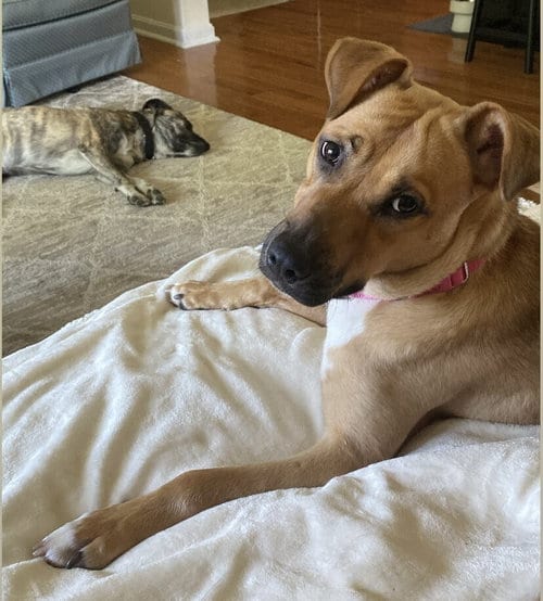 Photo of Honey, adoptable Labrador Retriever in Greenbelt, Maryland