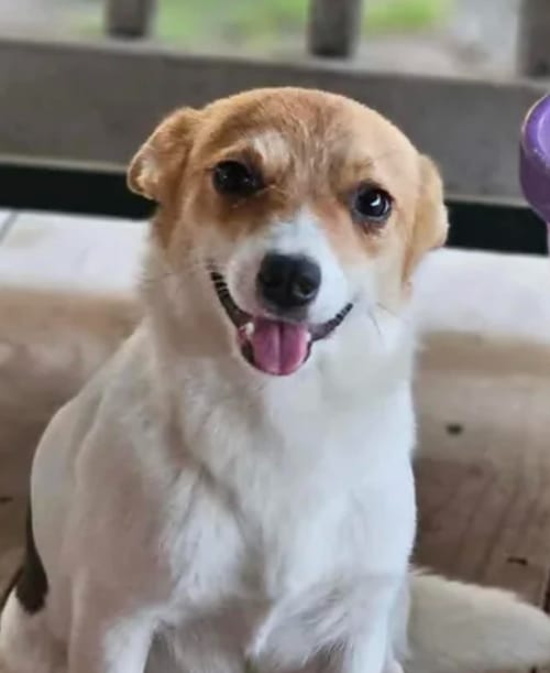 Photo of Pea Pie, adoptable Chihuahua in Cranston, Rhode Island