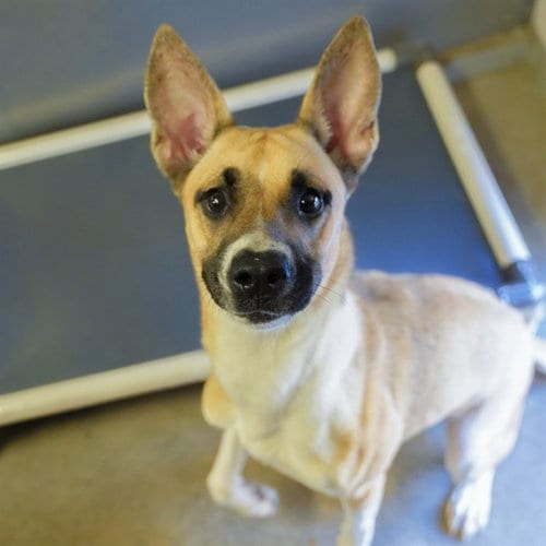 Photo of Brandine, adoptable German Shepherd Dog in Sacramento, California