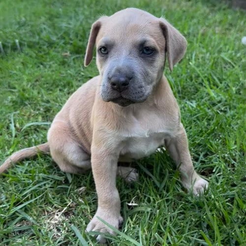 Photo of Fiji Pup - Nadi, adoptable Spaniel in San Diego, California