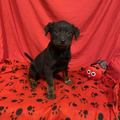 Photo of A614706, adoptable Australian Cattle Dog/Blue Heeler in Modesto, California