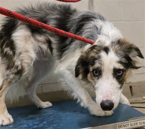 Photo of Frankie, adoptable Border Collie in Santa Maria, California