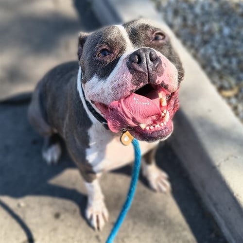 Photo of Miel, adoptable Staffordshire Bull Terrier in Mesa, Arizona