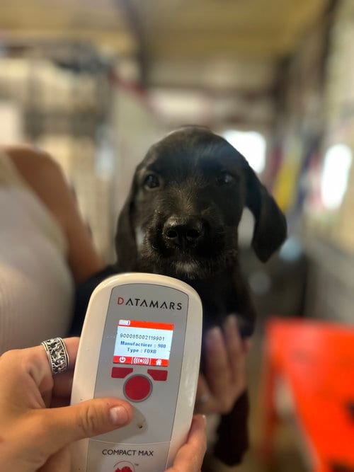 Photo of NO Kevin, adoptable Labrador Retriever in Warrenton, Missouri