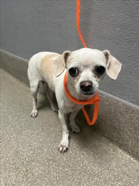 Photo of Whole Wheat, adoptable Chihuahua in Las Vegas, Nevada