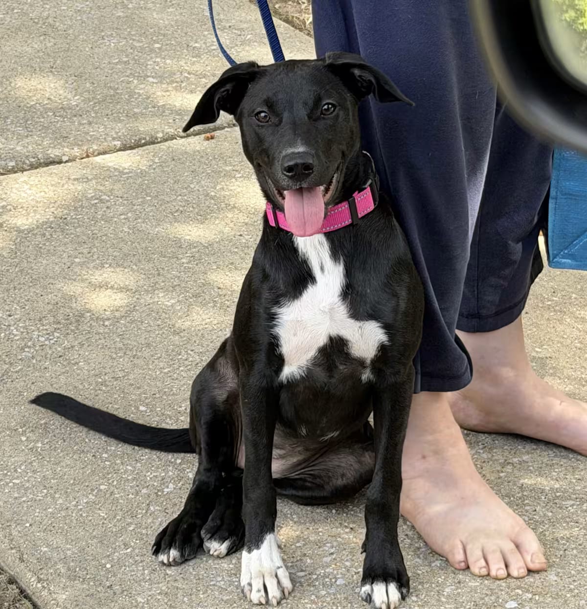 Photo of Bailey, adoptable Retriever (Unknown Type)/Terrier (Unknown Type, Medium) in Plantsville, Connecticut