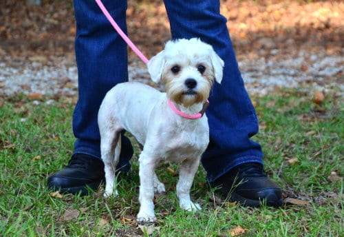 Photo of Maggie, adoptable Shih Tzu in Willingboro, New Jersey
