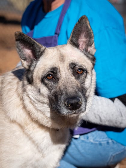 Photo of Whirlwind, adoptable dog in Chamblee, Georgia