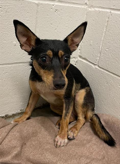 Photo of Pookie, adoptable Miniature Pinscher in Rosenberg, Texas
