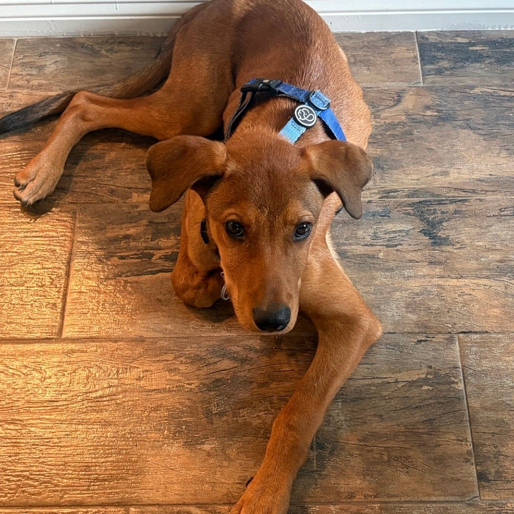 Photo of Lucky, adoptable Mixed Breed (Medium) in Houston, Texas