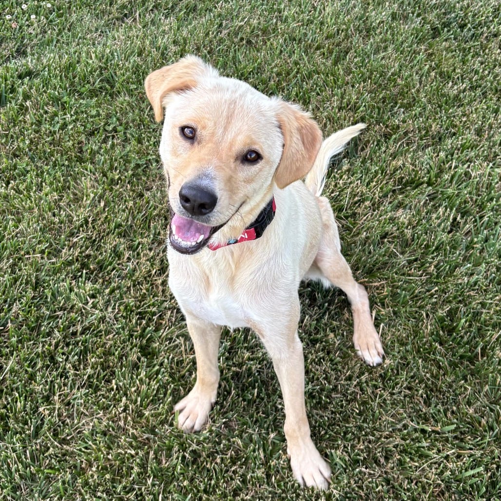 Photo of Kayla, adoptable Retriever, Yellow Labrador / Mixed Breed (Medium) in Potomac, Maryland