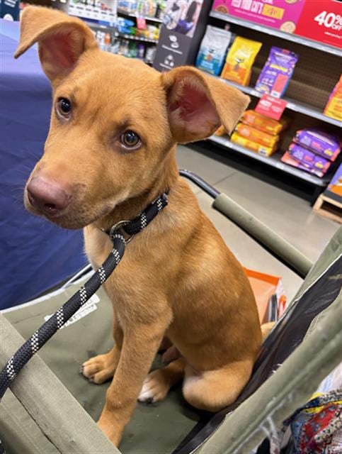 Photo of Buster, adoptable Pit Bull Terrier in Baytown, Texas