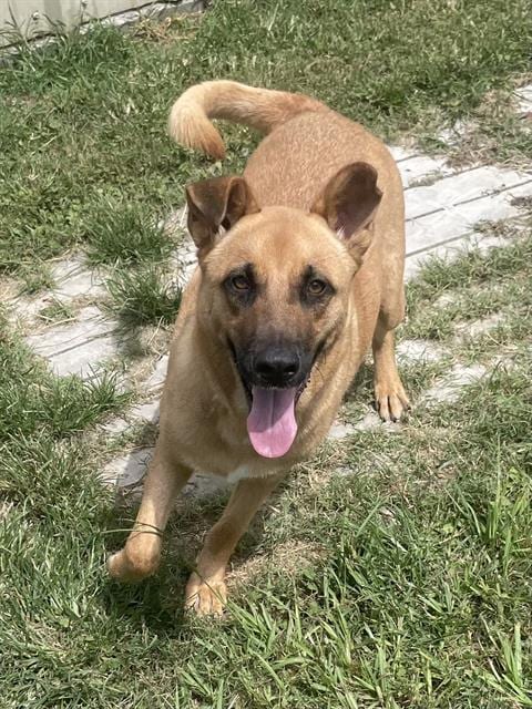 Photo of Rusty, adoptable German Shepherd Dog mix in Rosenberg, Texas