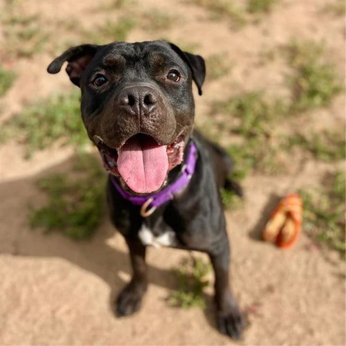 Photo of Pete, adoptable American Bulldog in Fort Collins, Colorado