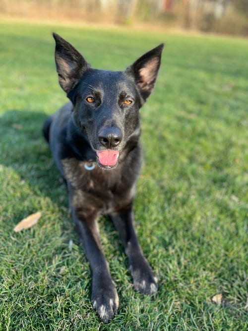 Photo of Scarlett, adoptable German Shepherd Dog in Baltimore, Maryland