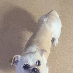 Photo of Winnie, adoptable Chihuahua Mixed Breed (Small) in Carmel, New York