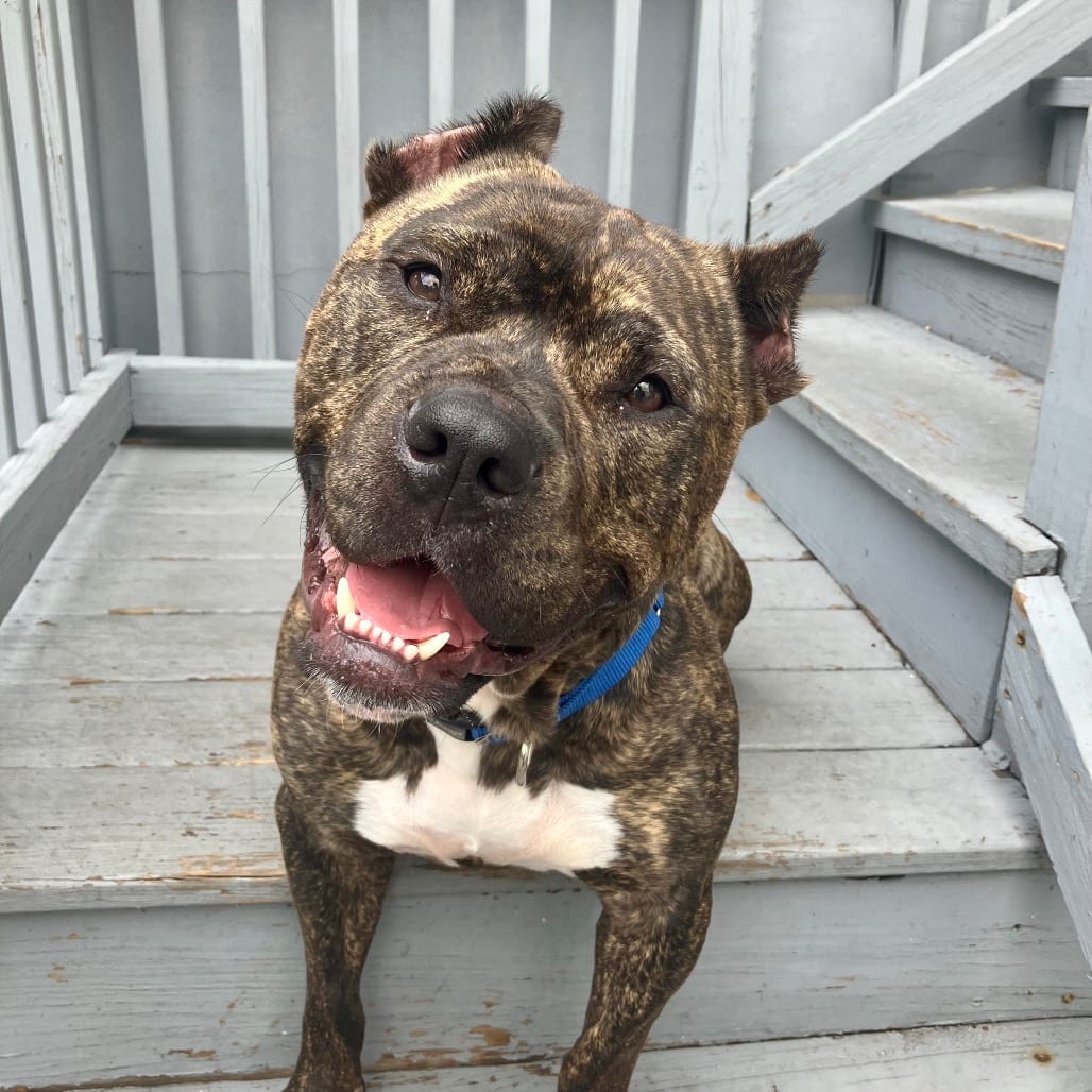 Photo of Woody, adoptable Mixed Breed (Large) in Jersey City, New Jersey