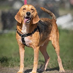 Photo of Boonie, adoptable Hound (Unknown Type) in Port St. Joe, Florida