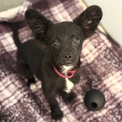 Photo of Crimson, adoptable Chihuahua Mixed Breed (Small) in Santa Maria, California