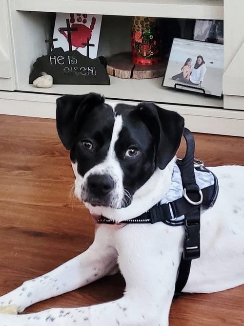 Photo of Cannoli, adoptable Australian Cattle Dog/Blue Heeler in Berlin, New Jersey