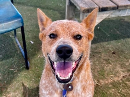 Photo of Westley, adoptable dog in Georgetown, Texas