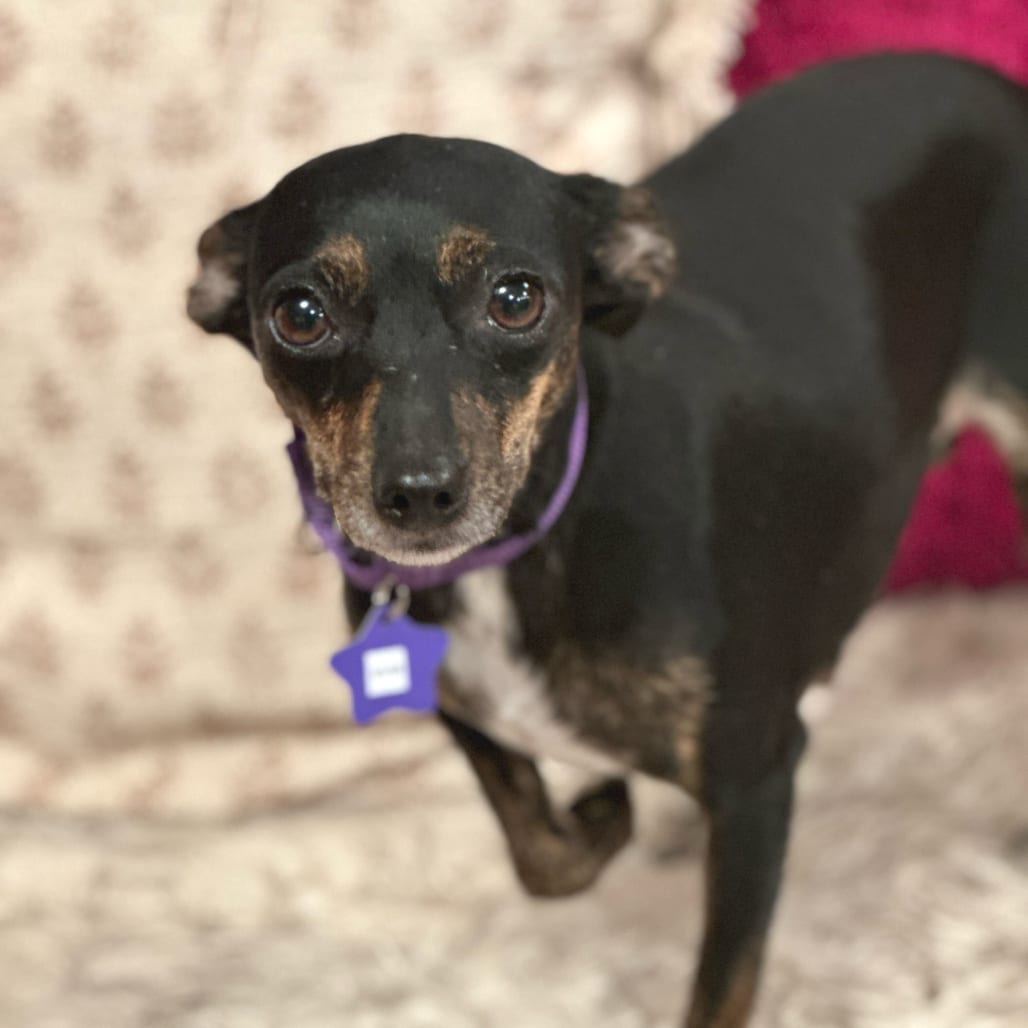 Photo of Evie, adoptable Chihuahua / Mixed Breed (Small) in San Francisco, California