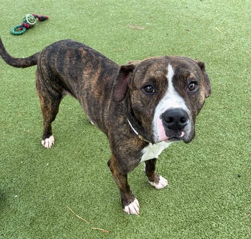 Photo of Apolo, adoptable American Pit Bull Terrier in Pasadena, Texas