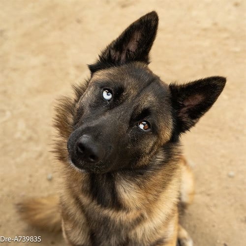 Photo of Dre, adoptable German Shepherd Dog in Sacramento, California