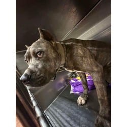 Photo of Ringo, adoptable Cane Corso in Baton Rouge, Louisiana