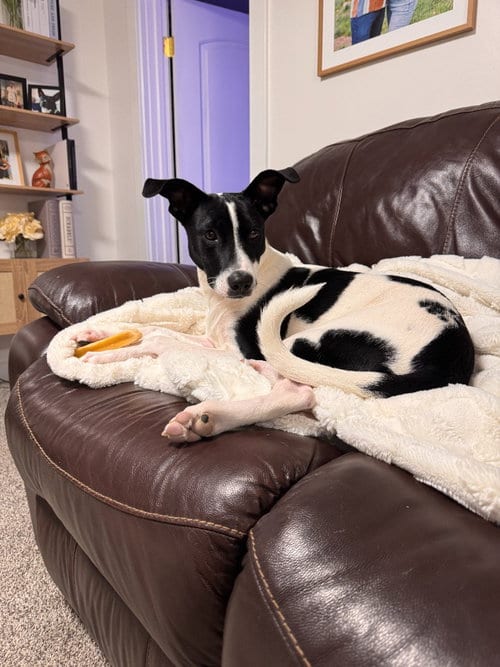 Photo of Domino, adoptable Cattle Dog in Salt Lake City, Utah