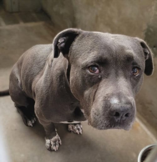 Photo of Mac, adoptable Pit Bull Terrier in Van Nuys, California
