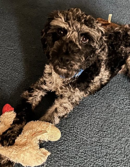 Photo of Ace-Reviewing Applications, adoptable Poodle (Miniature) in Cuyahoga Falls, Ohio