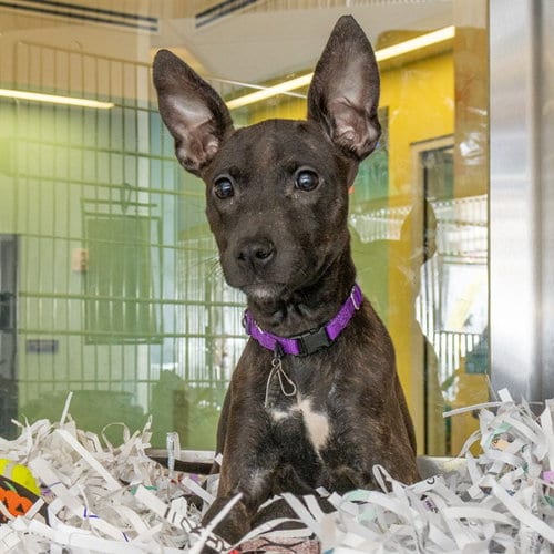Photo of Fiona, adoptable Labrador Retriever in Maryland, Missouri