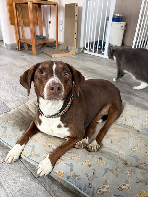Photo of Sally aka Spunky Sully, adoptable Pointer in Brewster, New York